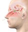 Olfactory sense, medically 3D illustration
