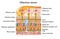 Olfactory sense, sense of smell, woman with rose, detailed illustration of the olfactory region, medically illustration