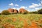 The Olgas, Australian desert