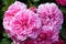 olia roses, the Provence rose or cabbage rose or Rose de Mai closeup