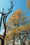 Oliage and branch of pubescent oak tree in autumn