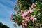 Oliander in blosom, beautiful pink flowers and blue sky