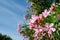 Oliander in blosom, beautiful pink flowers and blue sky