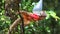 An Olingo, Bassaricyon gabbii, visits a hummingbird feeder in Costa Rica