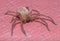 Olios argelasius huntsman spider, posed on a red floor waiting for preys