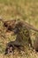 Olive baboon with baby, Masai Mara