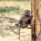 Olive baboon in a fever tree at Lake Nakuru