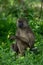 Olive baboon in grass with head turned