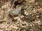 Olive baboon, Lake Manyara , Tanzania, Africa