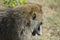 The olive baboon looked down at the grass. It\\\'s like a person is thinking.