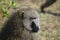 The olive baboon looked down at the grass. It\\\'s like a person is thinking.