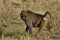 Olive baboon male on the Serengeti savanna