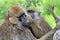 Olive baboon in Masai Mara National Park of Kenya