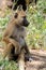 Olive baboon in Masai Mara National Park of Kenya