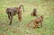 Olive baboon with a missing leg with other baboons in Uganda