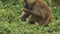 Olive baboon mother nursing a baby at amboseli national park