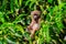 Olive baboon Papio anubis, also called Anubis baboon, on a tree in Lake Manyara National Park in Tanzania