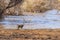 Olive baboon (Papio anubis), also called the Anubis baboon, by water in Lake Manyara National Park