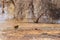 Olive baboon (Papio anubis), also called the Anubis baboon, by water in Lake Manyara National Park