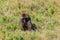 Olive Baboon Papio anubis eating flowers in savanna in Serengeti national park, Tanzania