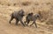 Olive Baboon, papio anubis, Male with Female carrying Young on Trail, Masai Mara Park in Kenya