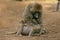 Olive Baboon, papio anubis, Pair Grooming, Masai Mara Park in Kenya