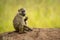 Olive baboon sits eating on earth bank