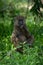 Olive baboon sits with hand on chin