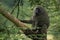 Olive baboon sits leaning on diagonal branch