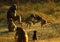 Olive Baboons family enjoying the sunshine