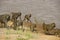 Olive baboons walking beside river, Kenya