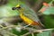 Olive-backed euphonia