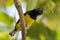 Olive-backed Sunbird