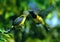 Olive-backed Sunbird