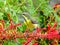 Olive-backed Sunbird