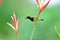 Olive-backed Sunbird (bird)