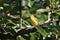 Olive-Backed Sunbird (Cinnyris jugularis) Rainforest, Queensland, Australia