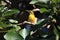 Olive-Backed Sunbird (Cinnyris jugularis) Rainforest, Queensland, Australia
