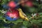 Olive-Backed Sunbird (Cinnyris jugularis) Rainforest, Queensland, Australia