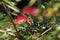 Olive-Backed Sunbird (Cinnyris jugularis) Rainforest, Queensland, Australia