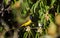 Olive Backed Sunbird male hidden in foliage