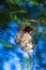 The Olive-backed Sunbird nest on the tamarind tree in garden