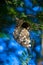 The Olive-backed Sunbird nest on the tamarind tree in garden