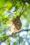 The Olive-backed Sunbird nest on the tamarind tree in garden