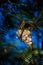 The Olive-backed Sunbird nest on the tamarind tree in garden