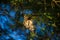 The Olive-backed Sunbird nest on the tamarind tree in garden