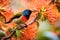 Olive-backed sunbird (Nymphalidae) perched on orange flowers.