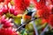 Olive-backed sunbird perched on a branch with red flowers