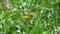 Olive-backed sunbird perching on tree branch