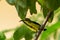 Olive backed sunbird or yellow bellied sunbird or Cinnyris jugularis bird portrait in green background in home garden backyard